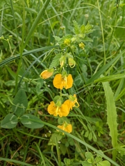 Rhynchocorys orientalis