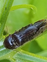Hemicrepidius nemnonius