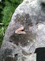 Noctua fimbriata