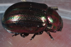 Chrysolina cerealis