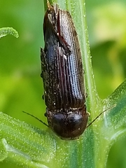 Hemicrepidius nemnonius