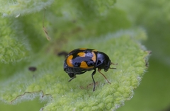 Cryptocephalus anticus