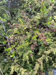 Spiraea alpina