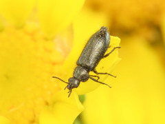 Dasytes coerulescens