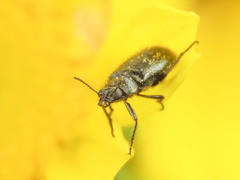 Dasytes coerulescens