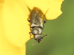 Dasytes coerulescens