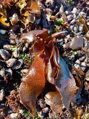 Mazzaella laminarioides