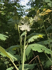 Macleaya