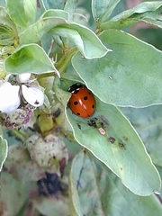 Coccinella septempunctata