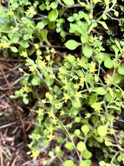 Sedum stellariifolium