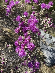 Rhododendron parvifolium