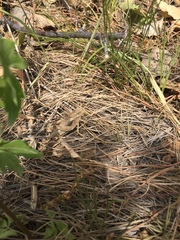 Haplotropis brunneriana