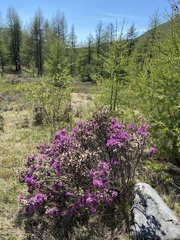 Rhododendron parvifolium