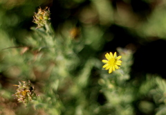 Osteospermum muricatum