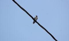 Tachycineta albilinea