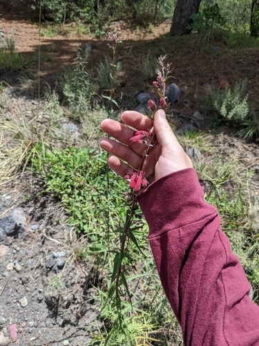 Penstemon roseus