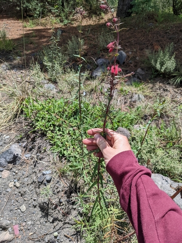 Penstemon roseus