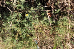 Osteospermum muricatum