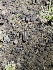 Pyractomena angulata