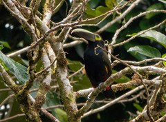 Selenidera spectabilis