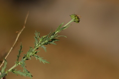 Osteospermum muricatum