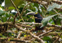 Selenidera spectabilis