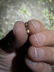 Pyractomena angulata