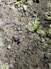 Pyractomena angulata