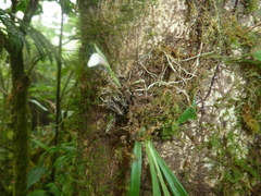 Brassavola