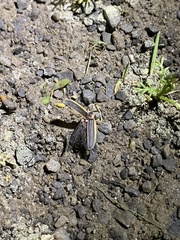 Pyractomena angulata