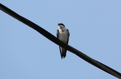 Tachycineta albilinea