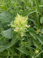 Melampyrum arvense