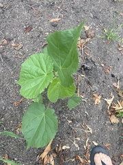 Abutilon theophrasti