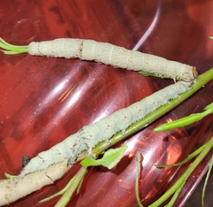 Catocala grotiana