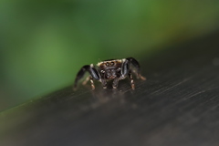 Rhene atrata