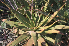 Aloe branddraaiensis