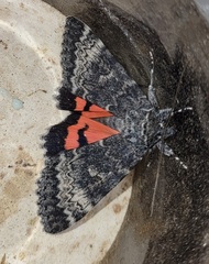 Catocala grotiana
