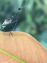 Plapigus circumcinctus