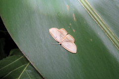 Drapetodes mitaria