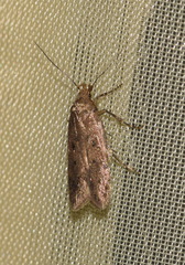 Bryotropha terrella