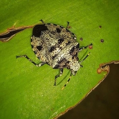 Pentatomidae