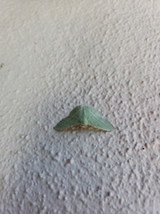 Dichorda illustraria