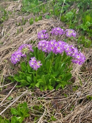 Primula farinosa