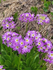 Primula farinosa