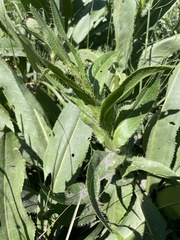 Cirsium monspessulanum