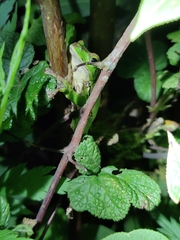 Zhangixalus burmanus