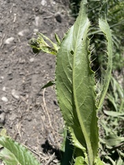 Cirsium monspessulanum