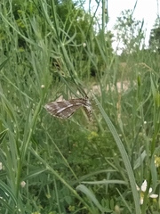 Narraga fasciolaria