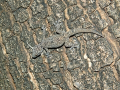 Phyllodactylus bordai