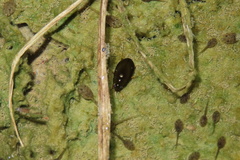 Sternolophus rufipes